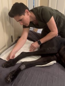 Acupuncture for dogs with degenerative myelopathy