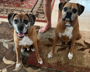 degenerative myelopathy breeds, Boxer